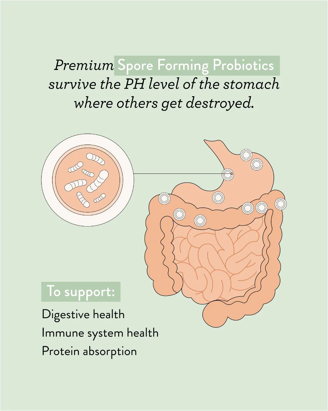 Super Greens + Reds - Image 5